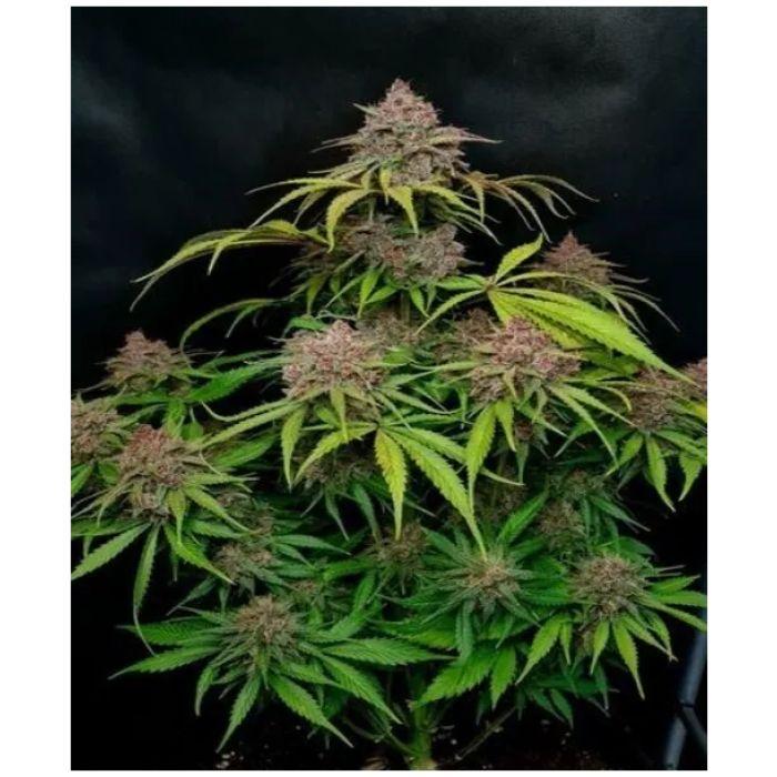 Gorilla Punch Auto – Σπόροι Κάνναβης Αυτόματης Άνθισης