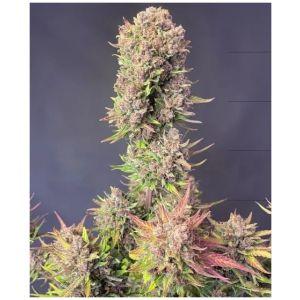 Lemon Cherry Cookies Auto – Σπόροι Κάνναβης Αυτόματης Άνθισης