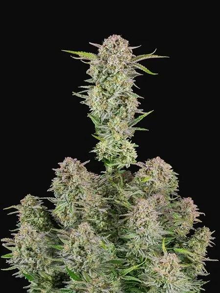 Bruce Banner Auto – Σπόροι Κάνναβης Αυτόματης Άνθισης
