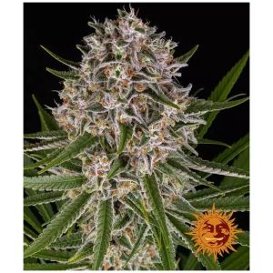 Lemon Haze Auto – Σπόροι Κάνναβης Αυτόματης Άνθισης