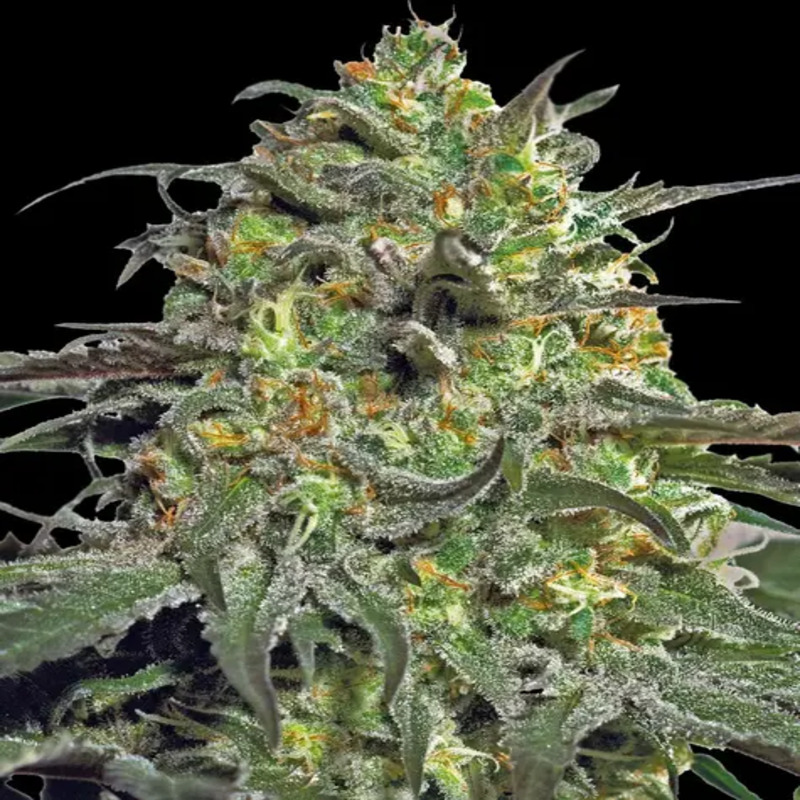 Peyote Cookies Barney