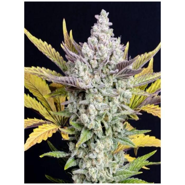 Φωτογραφία από Gorilla Cookies Auto – Σπόροι Κάνναβης Αυτόματης Άνθισης