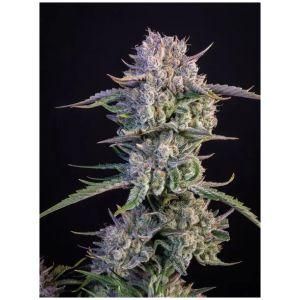 Φωτογραφία από Strawberry Gorilla Auto – Σπόροι Κάνναβης Αυτόματης Άνθισης
