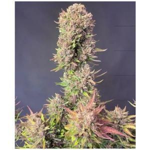 Φωτογραφία από Lemon Cherry Cookies Auto – Σπόροι Κάνναβης Αυτόματης Άνθισης