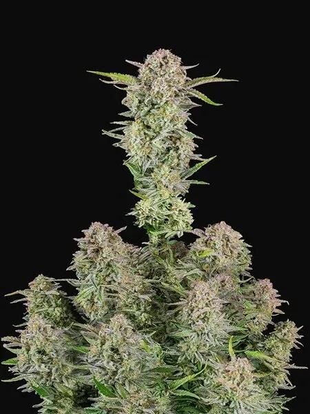Φωτογραφία από Bruce Banner Auto – Σπόροι Κάνναβης Αυτόματης Άνθισης