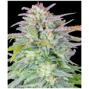 Φωτογραφία από Afghan Kush Auto – Σπόροι Κάνναβης Αυτόματης Άνθισης