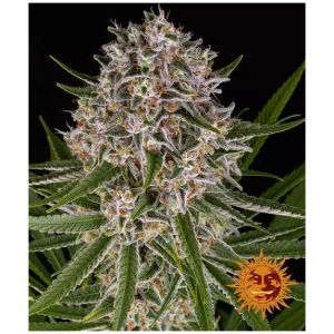 Φωτογραφία από Lemon Haze Auto – Σπόροι Κάνναβης Αυτόματης Άνθισης